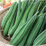 Ridged Gourd
